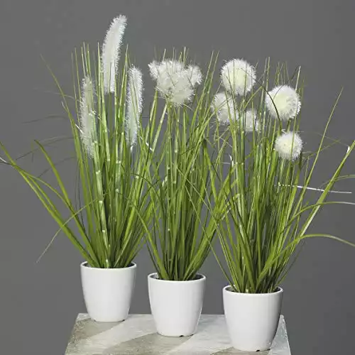 kentia palme ikea Kentiapalme | Howea forsteriana